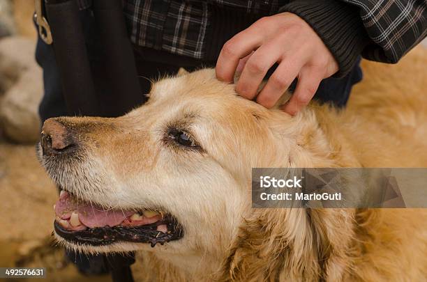 Ręka Caressing Pies - zdjęcia stockowe i więcej obrazów Pies - Pies, Trzymać, Biszkoptowy labrador