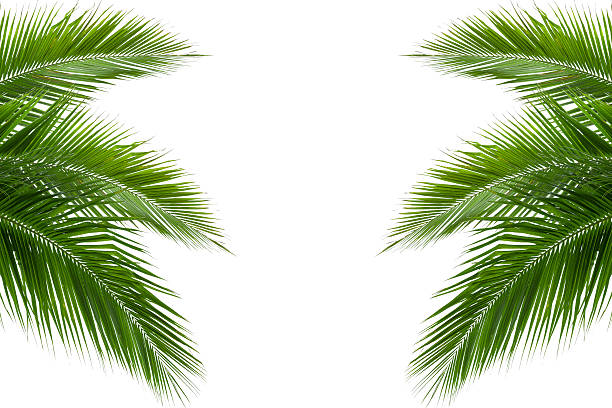 istock leaves of coconut tree isolated on white background 492576663