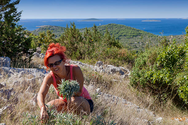 Pretty mid-age woman picking herbs on Mediterranean island, space for text, text, copy, space, high, resolution, photo