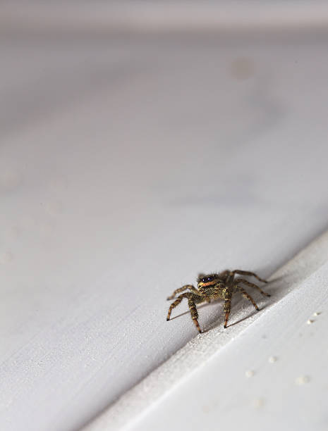 istock Macro shot of a jumping spider (Marpissa muscosa) 492579280