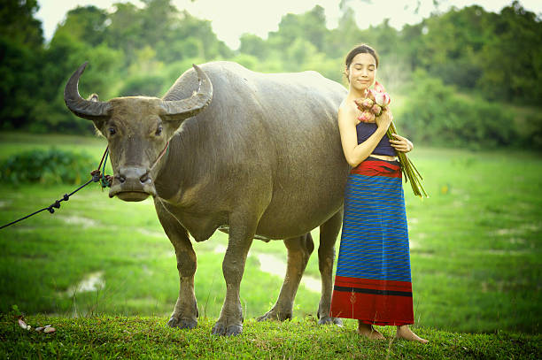 istock thai ancient young women with buffalo on rural 492580980