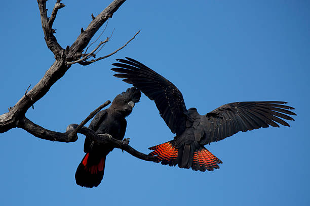 Red-tailed Black Cockatoos stock photo