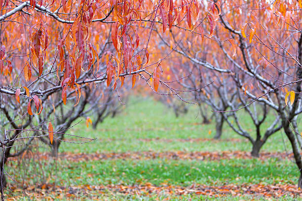 istock Red and Orange Leaf Background, Trees in the Fall 492583760