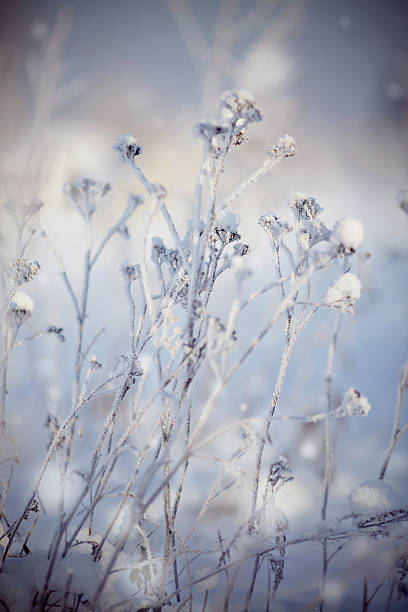 istock Dry plants in hoarfrost and snow 492584594