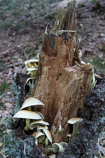 istock Green-leaved sulfur heads in a tree stump 492584730