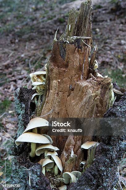 Greenleaved Sulfur Heads In A Tree Stump Stock Photo - Download Image Now - 2015, Edible Mushroom, Forest