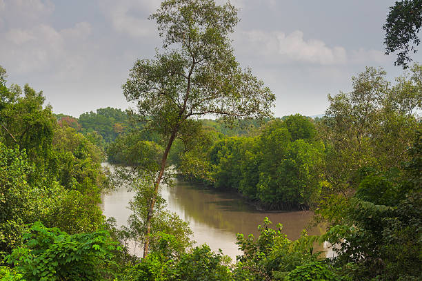 istock View of a mangrove forest 492584846