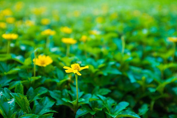 istock Spring nature background with beautiful yellow flowers 492585428