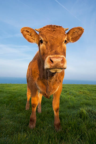 istock Vertical portrait of brown cow 492585500