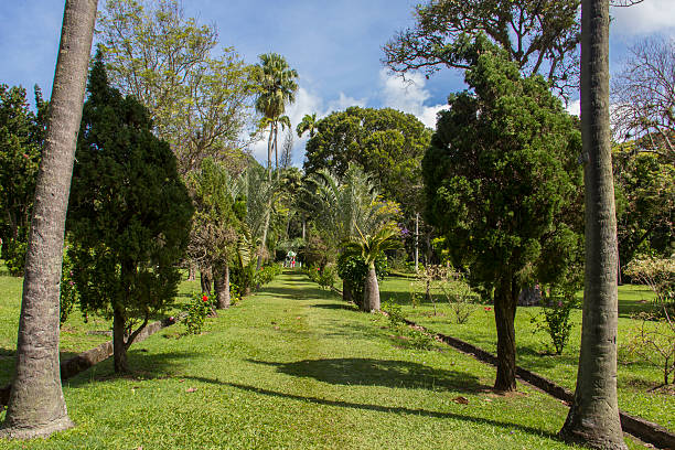 Tropical botanical gardens stock photo