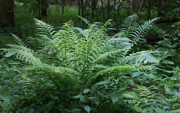 istock Large fern bunch in summer forest 492586270