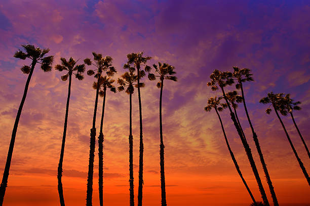 istock California palm trees sunset with colorful sky 492594707