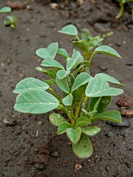 istock Plant of Fenugreek 492594777