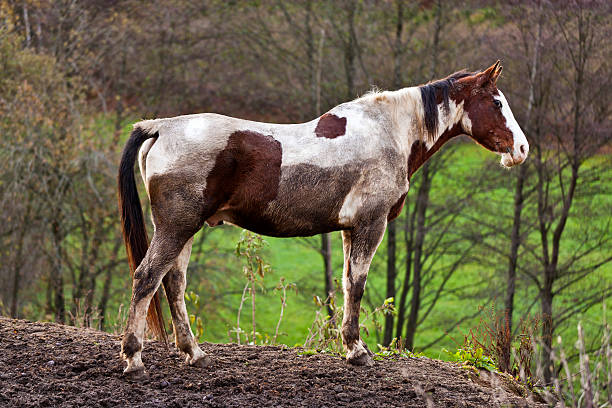 Wild horse with muddy fur in nature surrounding