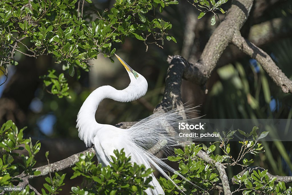 Great White Egret Great White Egret with breeding plumage in spring. Animal Stock Photo
