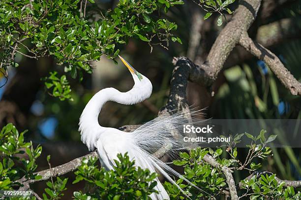 Great White Egret Stock Photo - Download Image Now - Animal, Animal Behavior, Animal Wildlife