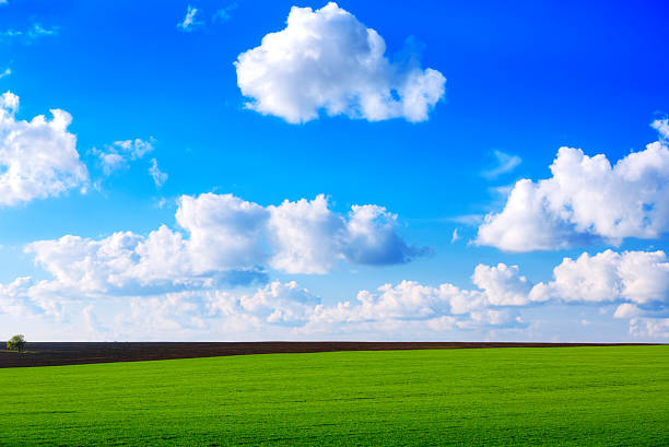 istock Green field and cloudy sky 492595315