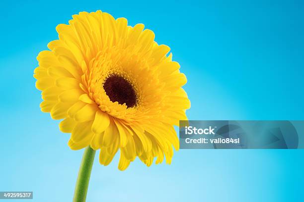 Yellow Gerbera Daisy Flower On Blue Background Stock Photo - Download Image Now - Beauty, Beauty In Nature, Blossom