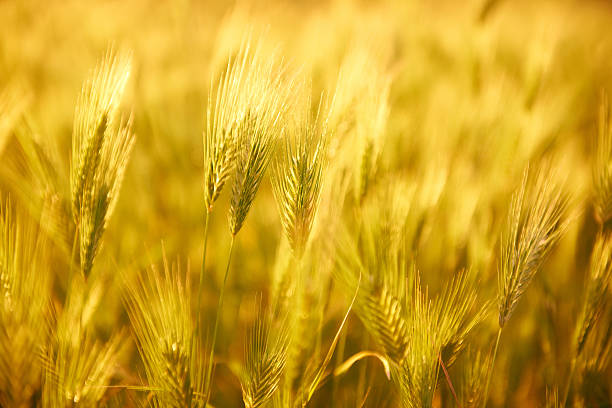 istock Field of grass on sunset 492595521