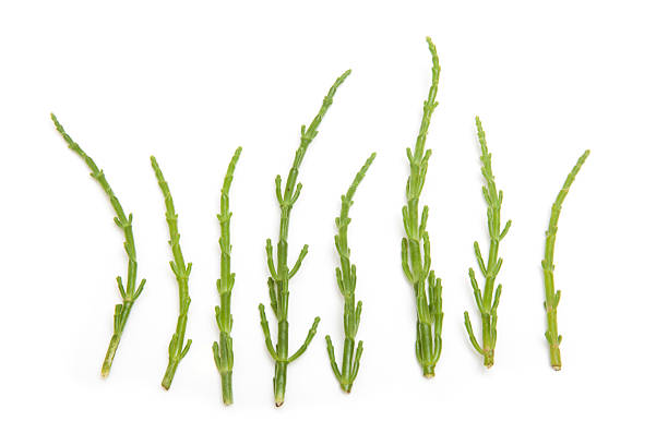 Samphire isolated on a white studio background. Rock samphire, Crithmum maritimum  isolated on a white studio background. salicornia stock pictures, royalty-free photos & images