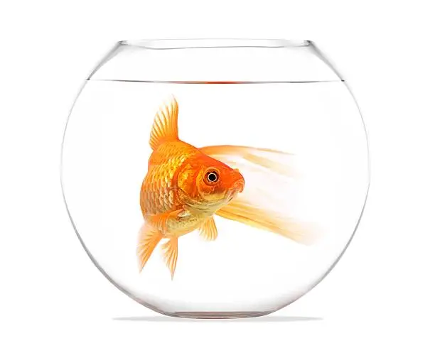 Photo of Goldfish floating in glass sphere and on a white background