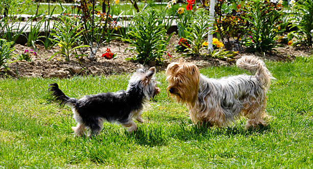 Dogs Playing stock photo