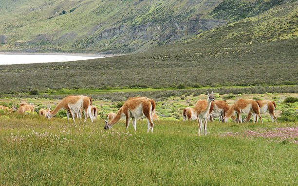 istock Patagonian landscape with meadows and guanacos 492596869