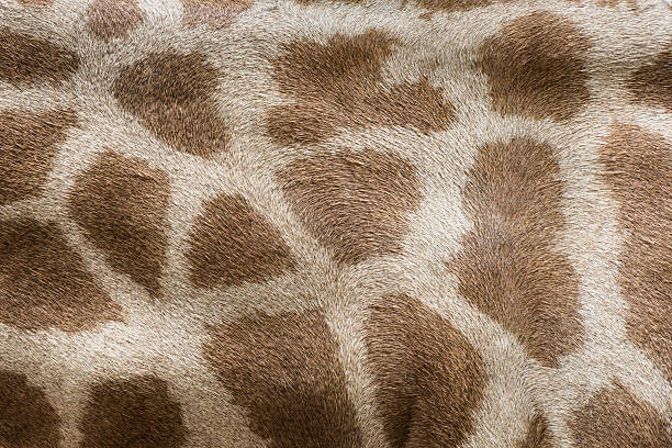 istock genuine leather skin of giraffe 492596909
