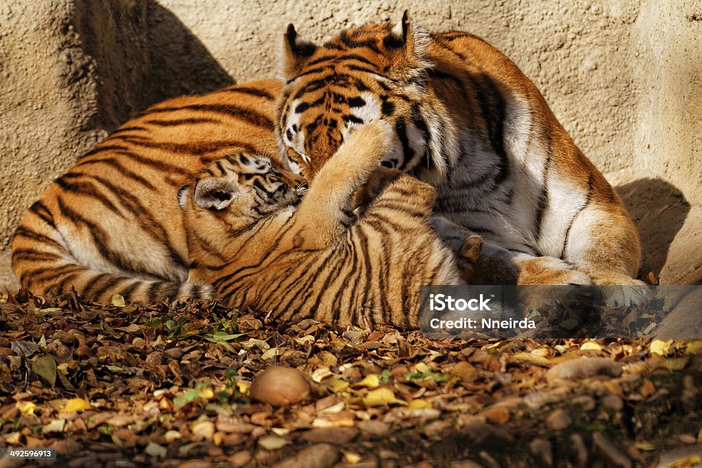 Tiger mum The tiger mum in the zoo with her tiger cub - sunny photo Africa Stock Photo