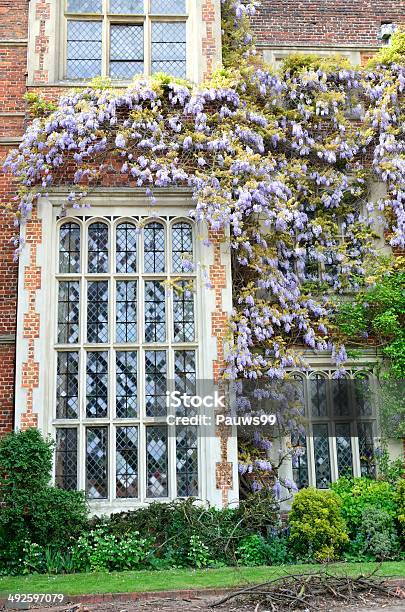 Tudor Window With Wisteria Stock Photo - Download Image Now - Architecture, Brick, Brick House