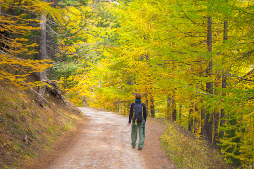 Backpacker walking on dirt road through larch tree woodland of the Italian French Alps. Colorful autumn season, rear view.