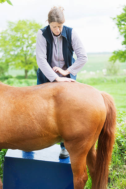 istock Female veterinarian performing chiropractics 492597875