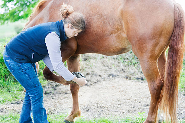 istock Female veterinarian performing chiropractics 492597885