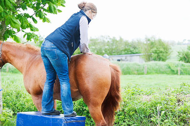 istock Female veterinarian performing chiropractics 492598157