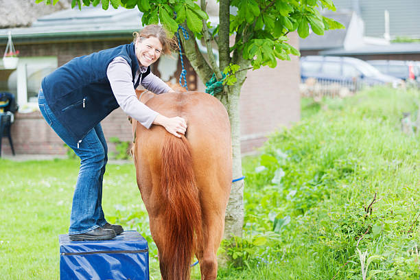 istock Female veterinarian performing chiropractics 492598159
