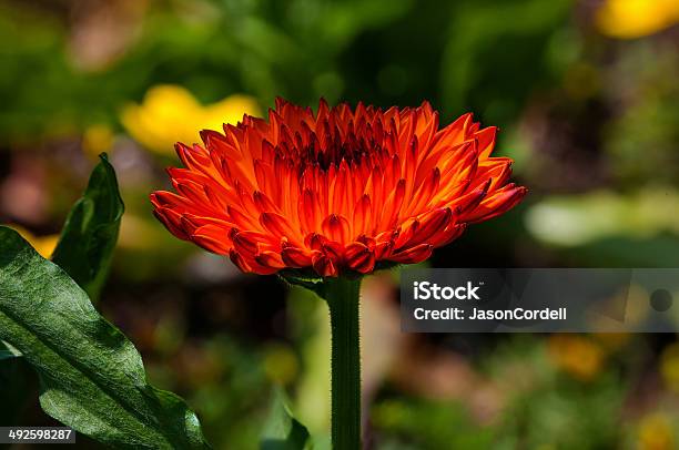 Prendere Il Sole - Fotografie stock e altre immagini di Arancione - Arancione, Bellezza naturale, Close-up