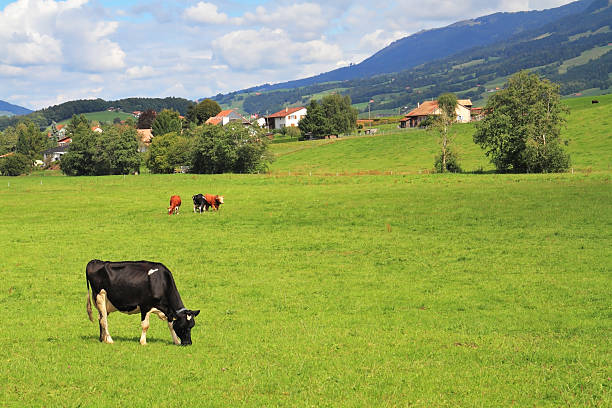 istock Green meadow  and grazing cows 492598735