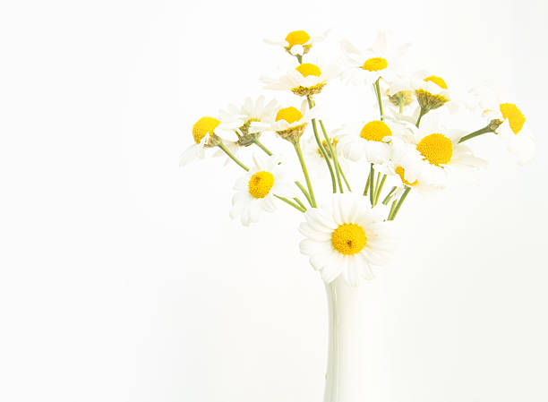 istock Beautiful bouquet of daisies. 492598895
