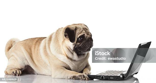 Pug Dog With Laptop Stock Photo - Download Image Now - Animal, Animal Body Part, Bull - Animal