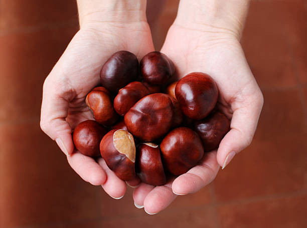 Beautiful brown chestnuts in the woman hands stock photo