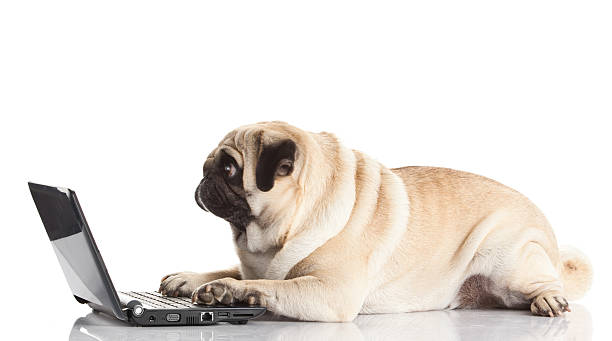 istock Pug Dog with laptop. 492599027