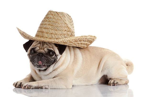 istock pug dog isolated on a white background 492599051