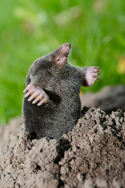 Mole Animal Stock Photos, Pictures & Royalty-Free Images - iStock