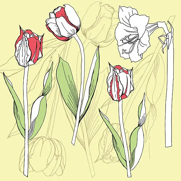 Vector illustration of Background with tulip and amaryllis