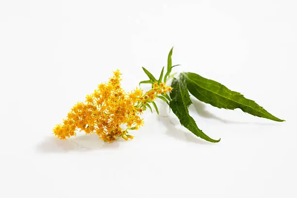 Goldenrod, blossoms, white background, medicinal plant