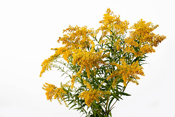 istock Goldenrod, blossoms, white background, medicinal plant 492599932