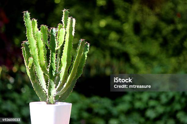 Image Of Cowboy Cactus Plant With Thorns In Flower Pot Stock Photo - Download Image Now