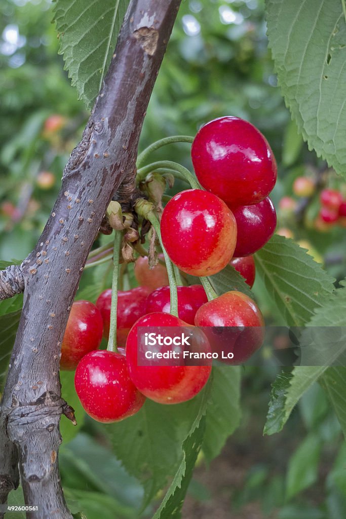 Cherries growing. Group of ripening fruits, verdant blurred background. Agricultural Field Stock Photo