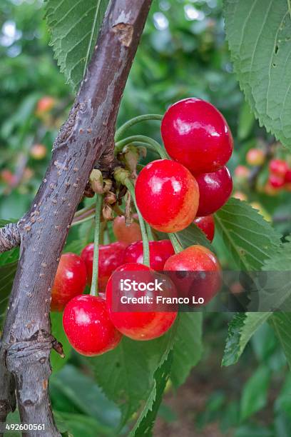 Cherries Growing Stock Photo - Download Image Now - Agricultural Field, Agriculture, Branch - Plant Part