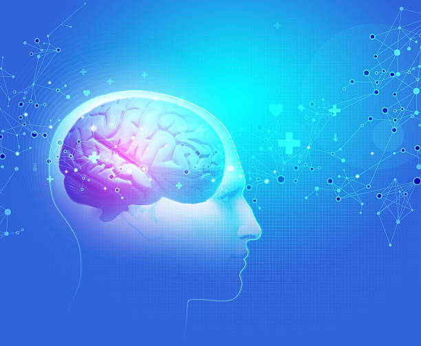 人間の体の脳 - hypothalamus ストックフォトと画像